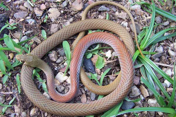 Yellow-faced-Whip-Snake-001